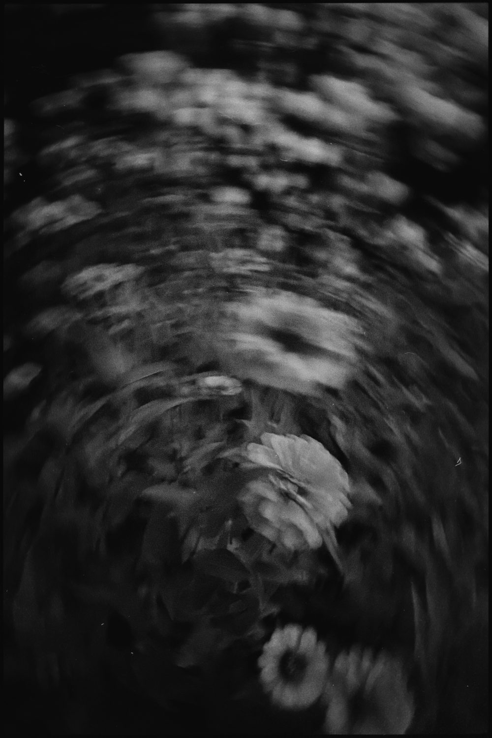 black and white photograph of franklin, long exposure, plants, by Stuart Singleton