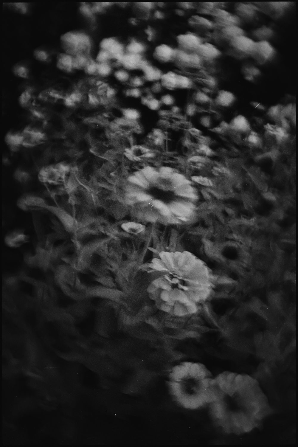 black and white photograph of franklin, long exposure, plants, by Stuart Singleton