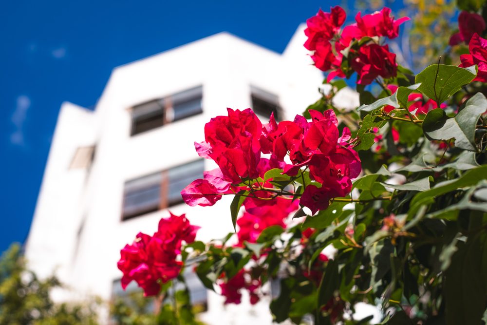 photograph of flowers, plants in Puerto Rico, San Juan, by Stuart Singleton
