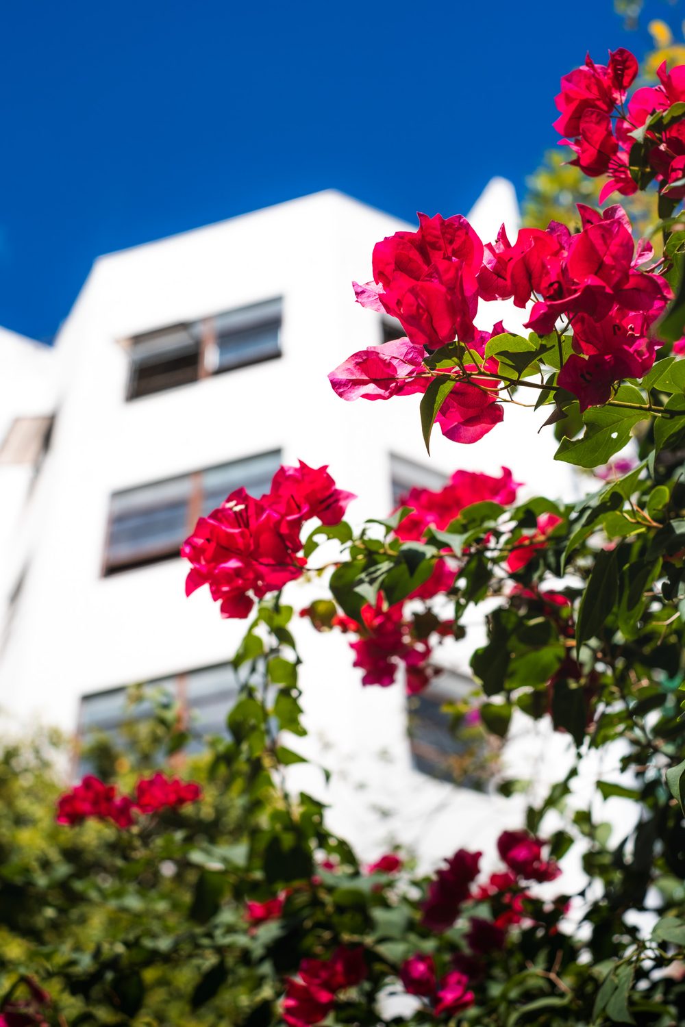 photograph of flowers, plants in Puerto Rico, San Juan, by Stuart Singleton