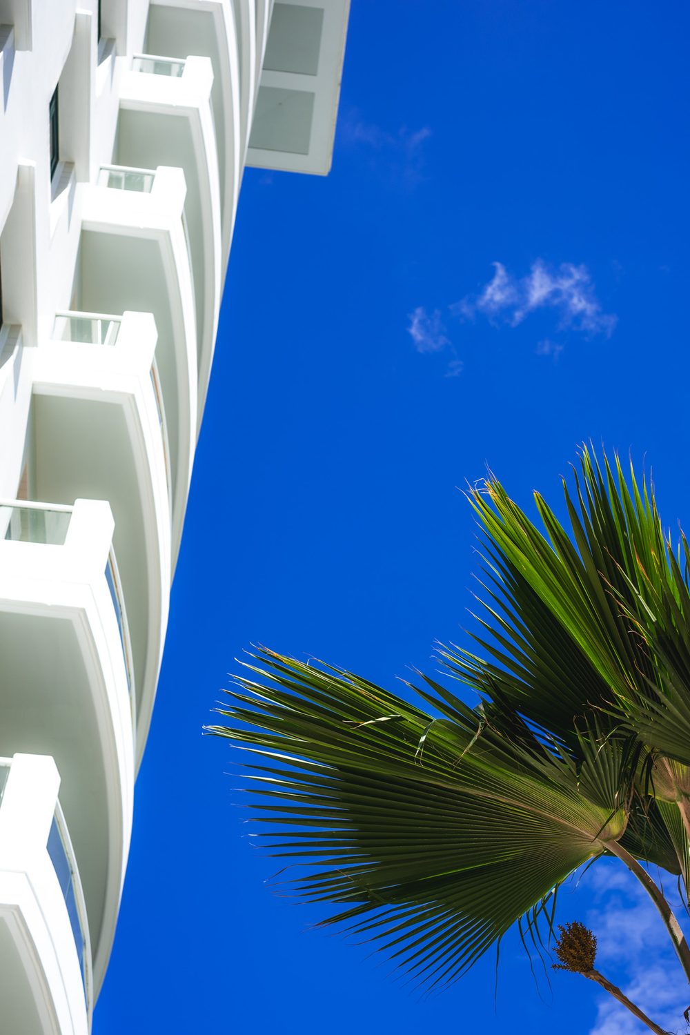 photograph of trees, plants in San Juan, Puerto Rico, by Stuart Singleton