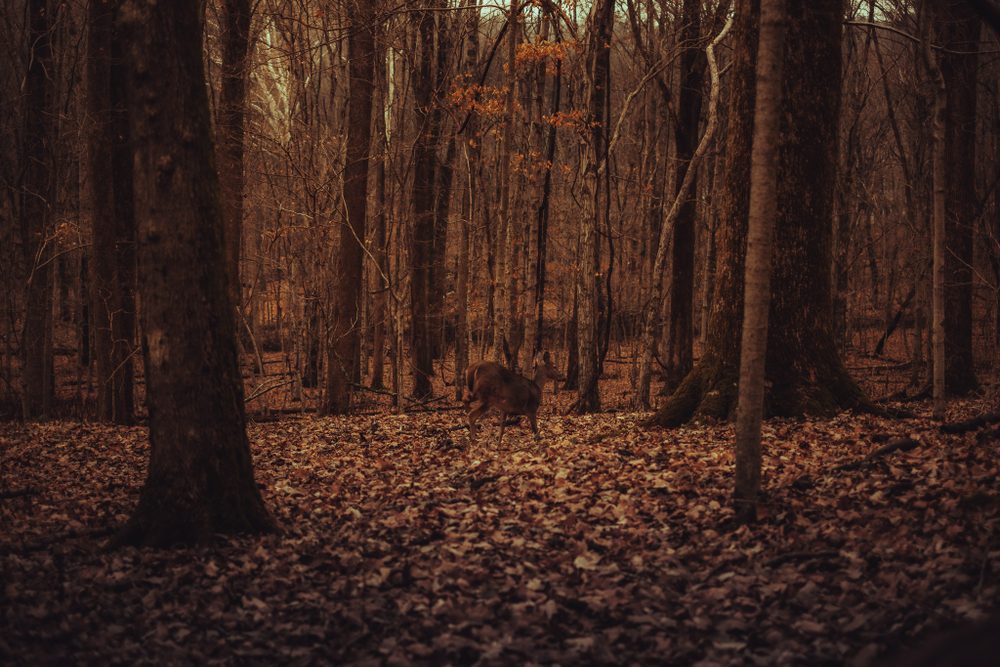 photograph of animals, wildlife in Nashville, by Stuart Singleton