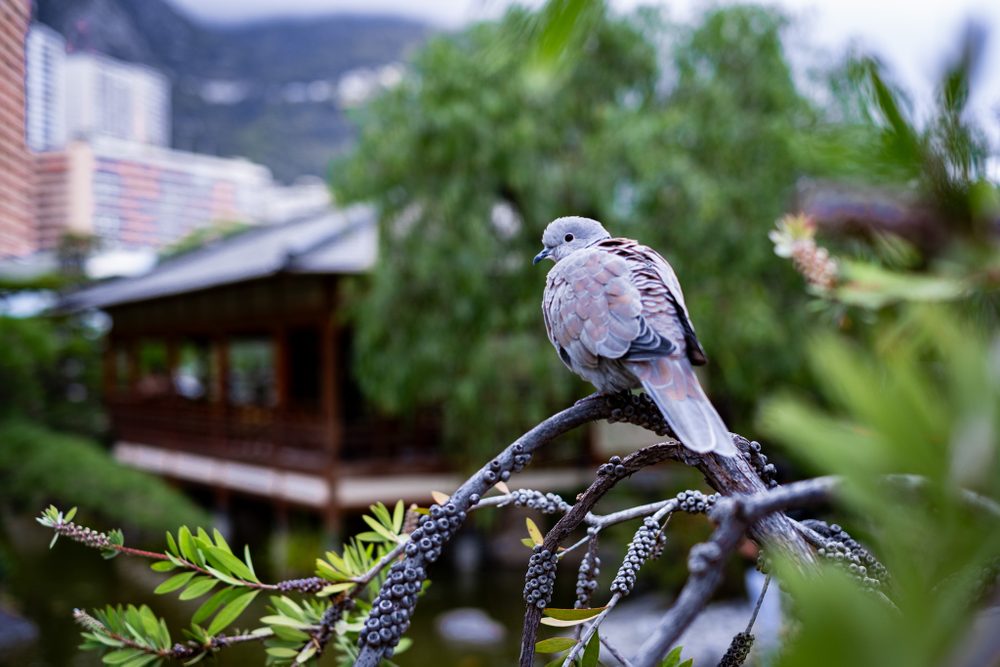 photograph of europe, wildlife in Monaco, Monte Carlo, by Stuart Singleton
