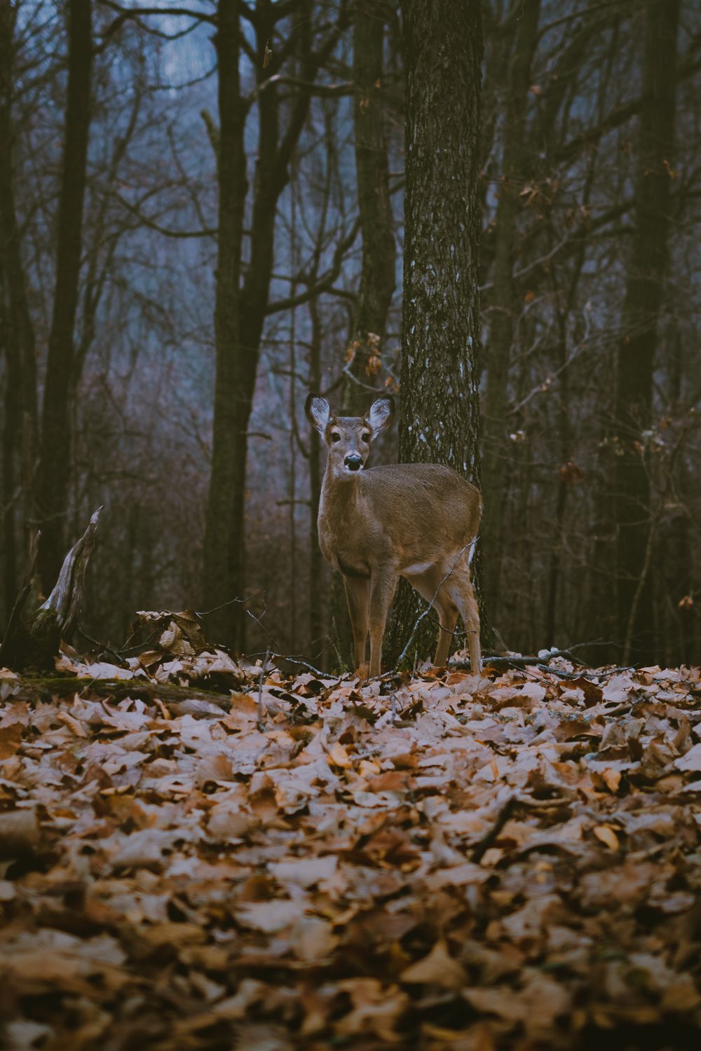 photograph of animals, wildlife, trees in Nashville, by Stuart Singleton