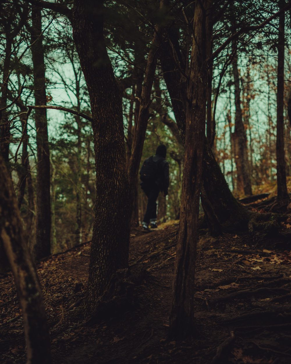 photograph of trees in Nashville, by Stuart Singleton