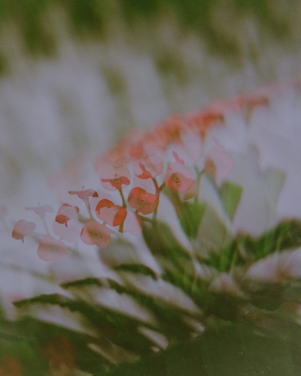 photograph of psychedelic, plants, ethereal, flowers in Puerto Rico, San Juan, by Stuart Singleton