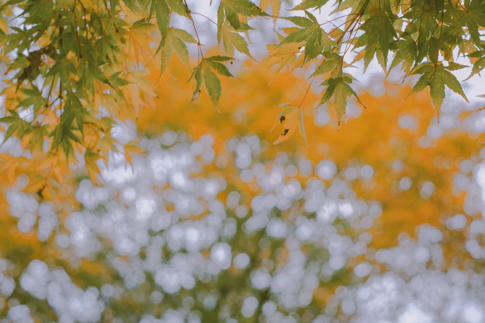 photograph of trees, plants in Nashville, by Stuart Singleton