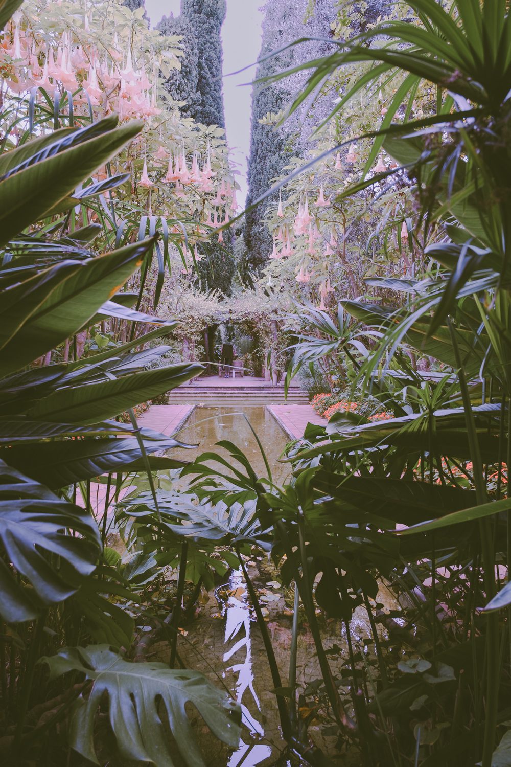 photograph of trees, plants, saint-jean-cap-ferrat, by Stuart Singleton