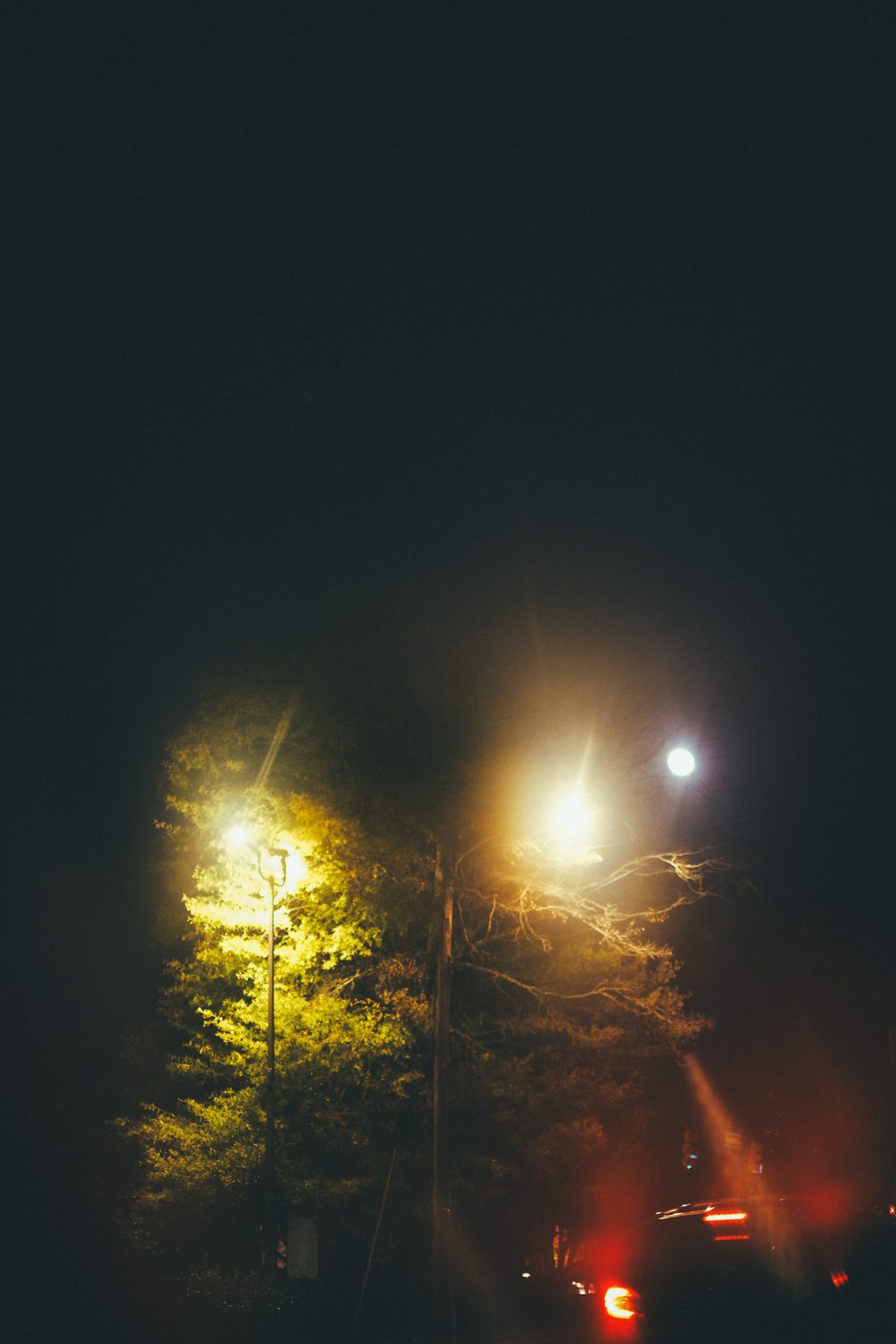 photograph of trees, ethereal, plants, by Stuart Singleton