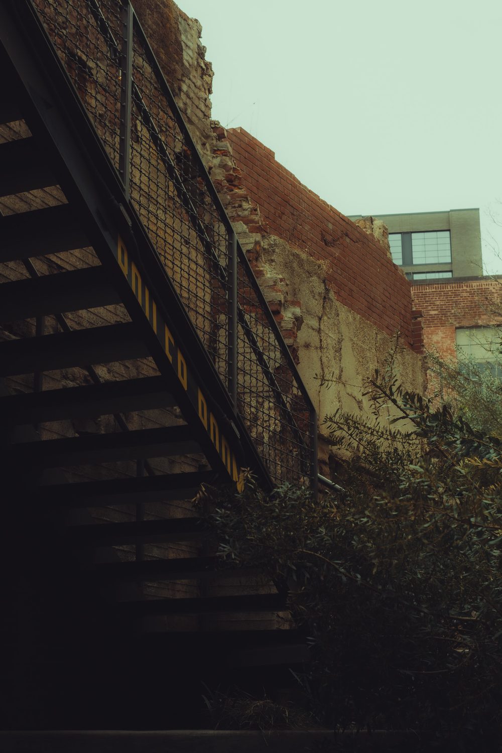 photograph of plants, dark in Nashville, by Stuart Singleton