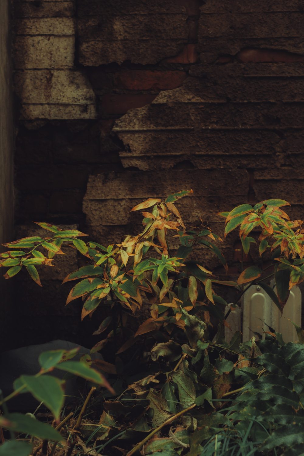 photograph of plants, dark in Nashville, by Stuart Singleton