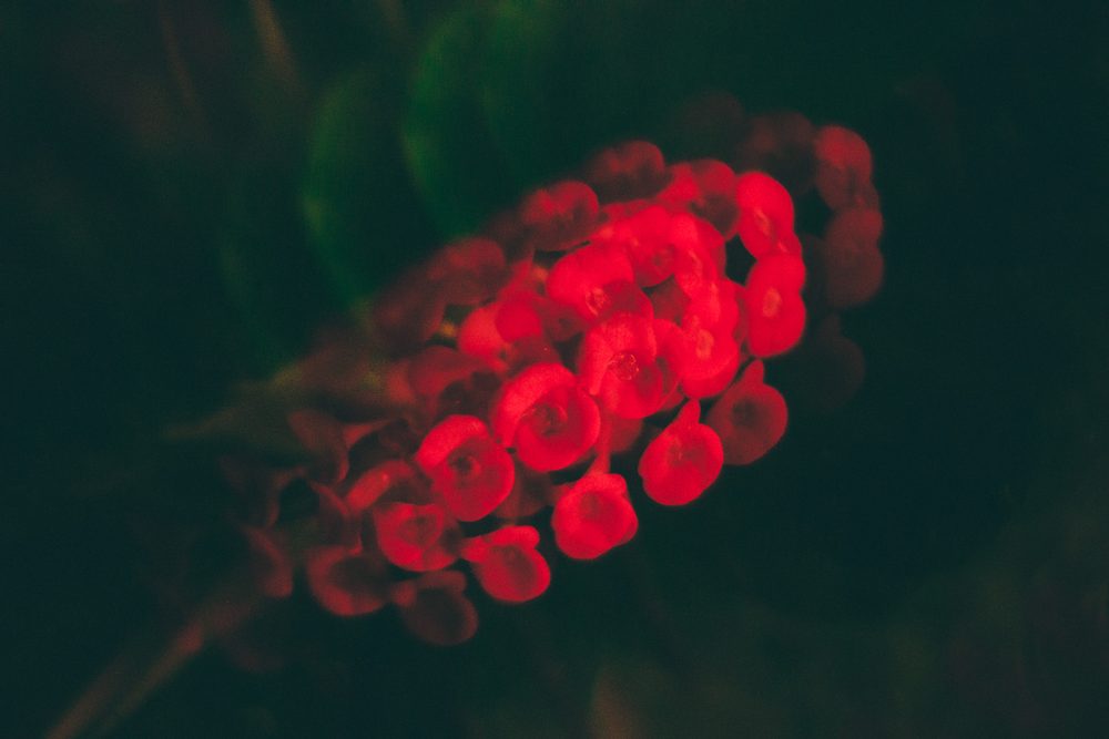 photograph of plants, flowers, psychedelic in Puerto Rico, San Juan, by Stuart Singleton