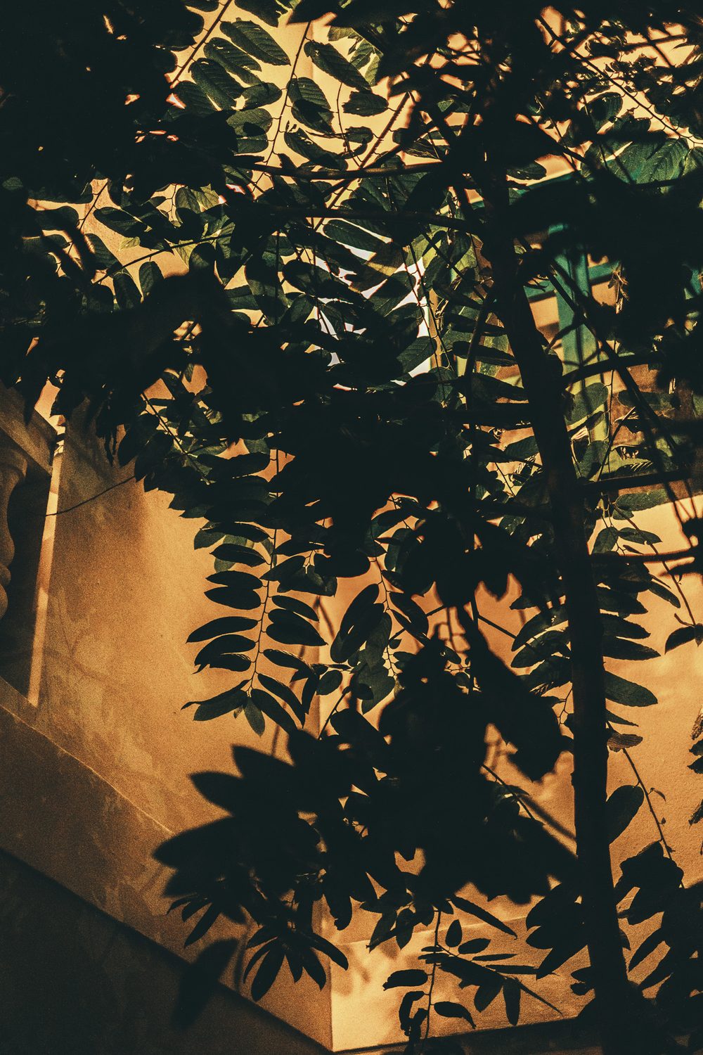 photograph of plants, dark in Puerto Rico, San Juan, by Stuart Singleton