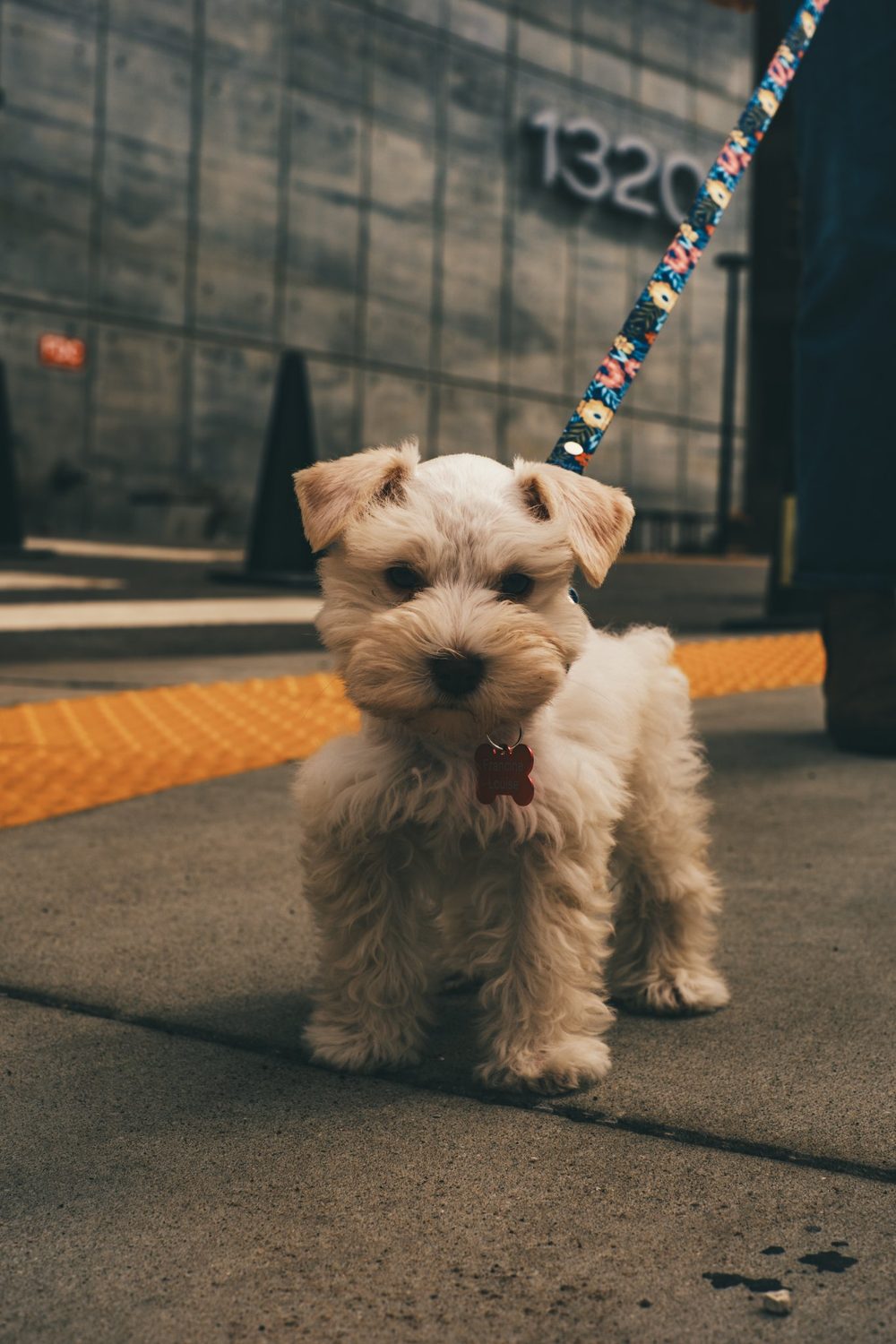 photograph of animals, dogs in Nashville, by Stuart Singleton