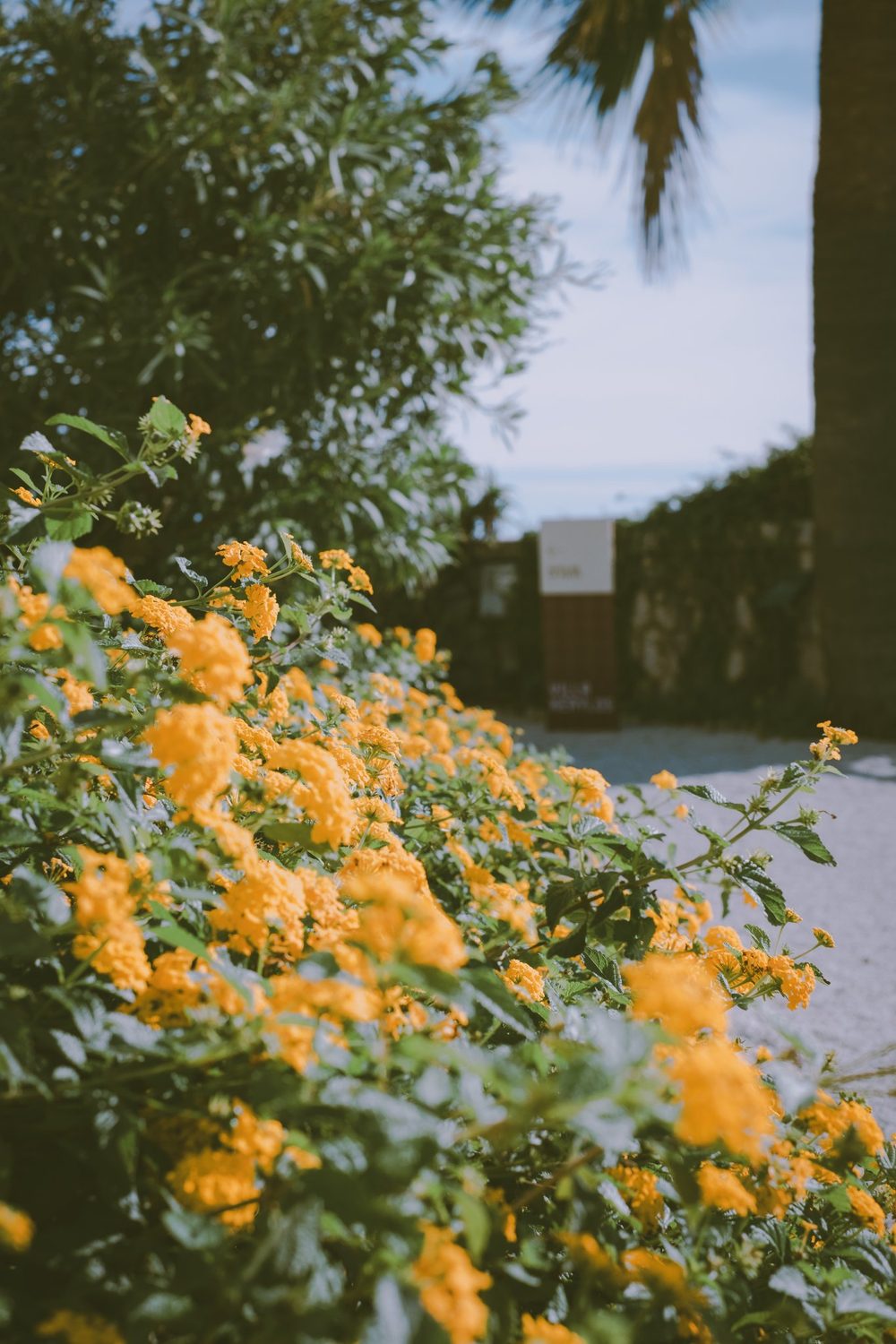 photograph of beaulieu-sur-mer, europe, ocean, flowers in France, by Stuart Singleton