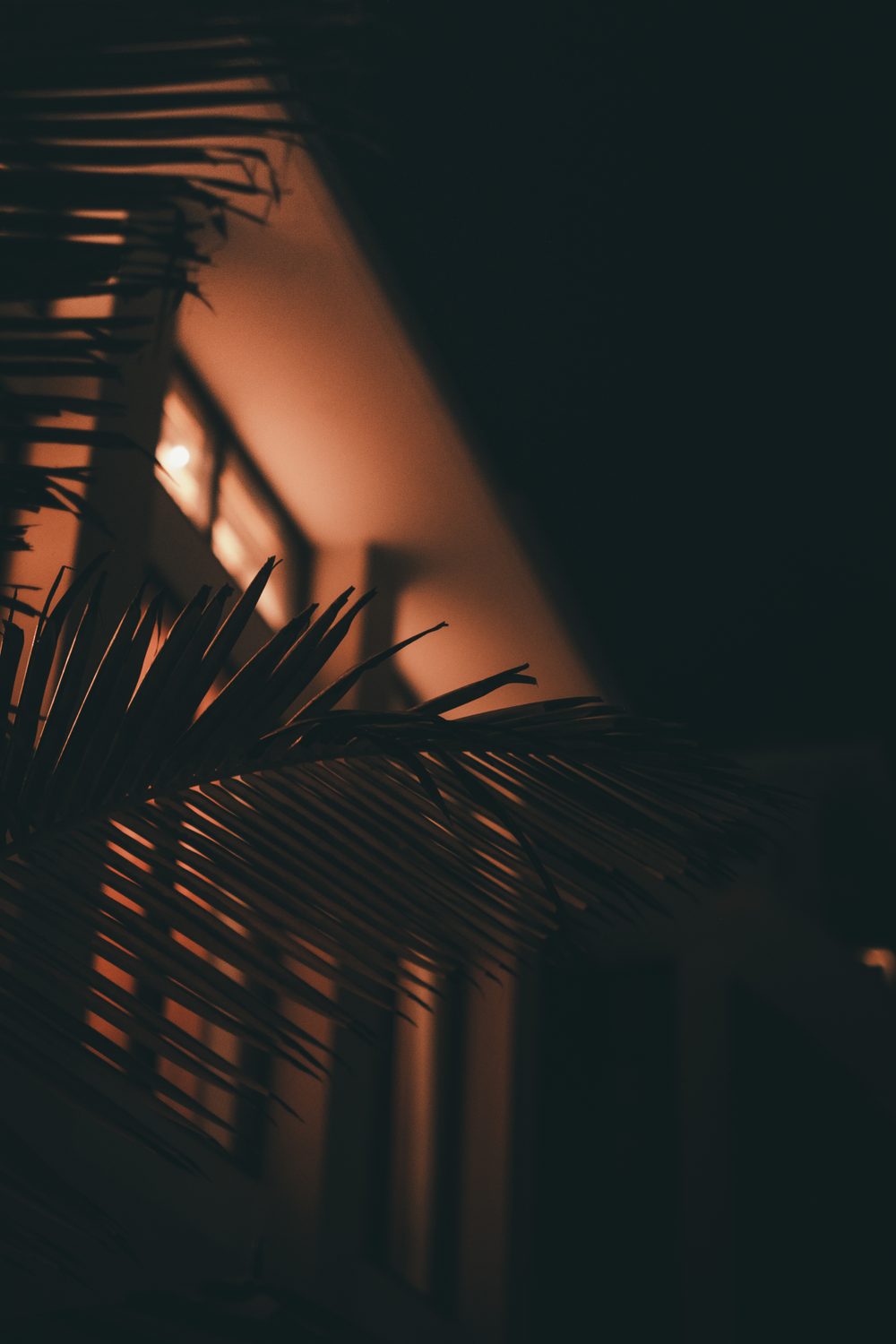 photograph of dark, hotels, plants in Puerto Rico, San Juan, by Stuart Singleton