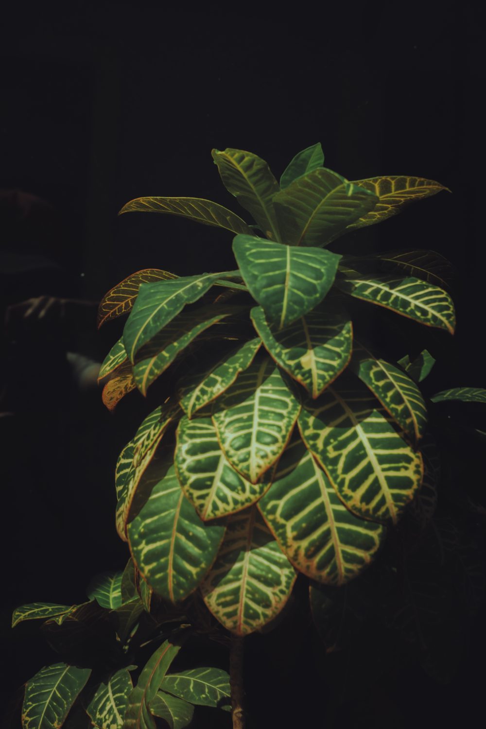 photograph of plants in Puerto Rico, San Juan, by Stuart Singleton
