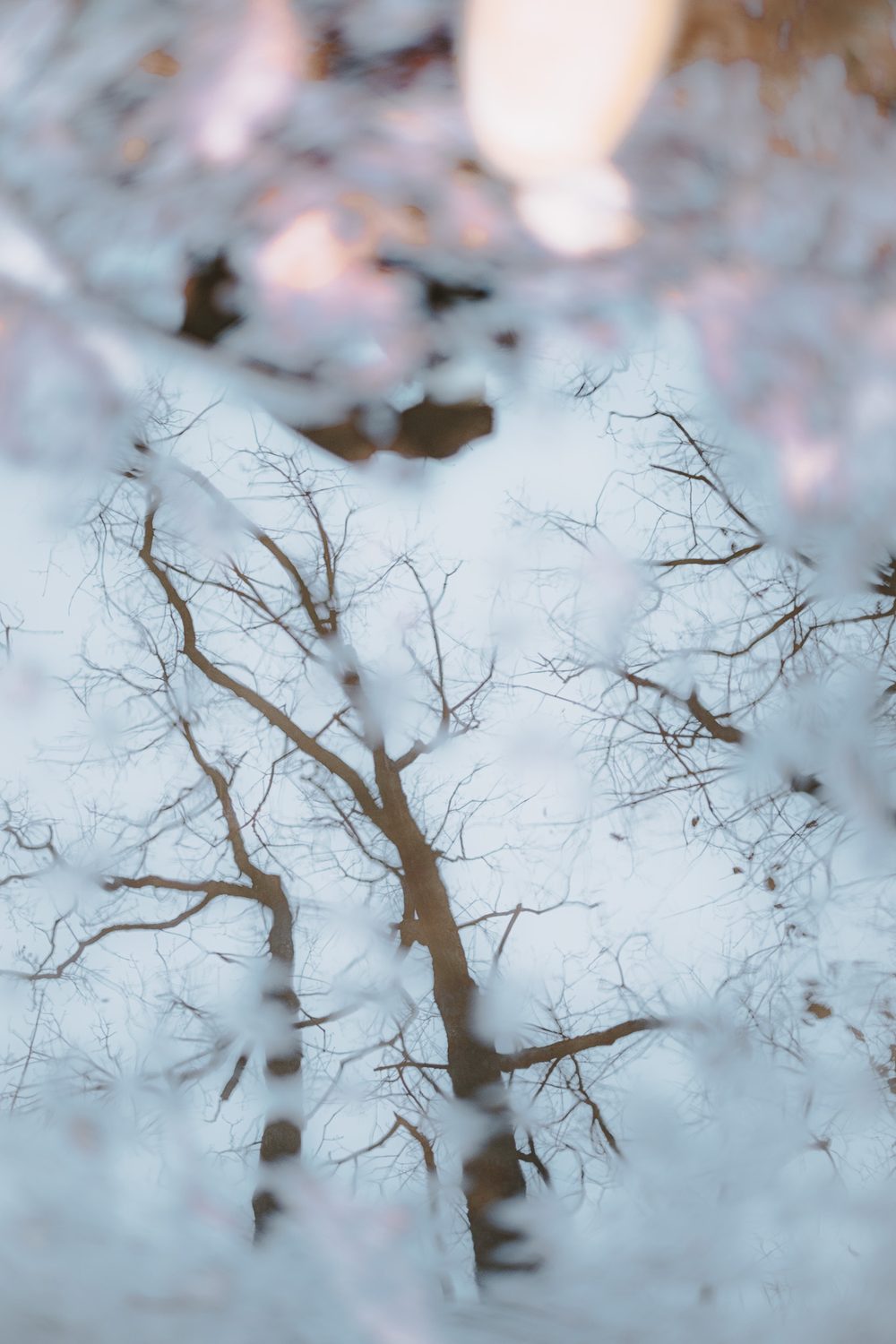 photograph of wildlife, trees, plants in Nashville, by Stuart Singleton