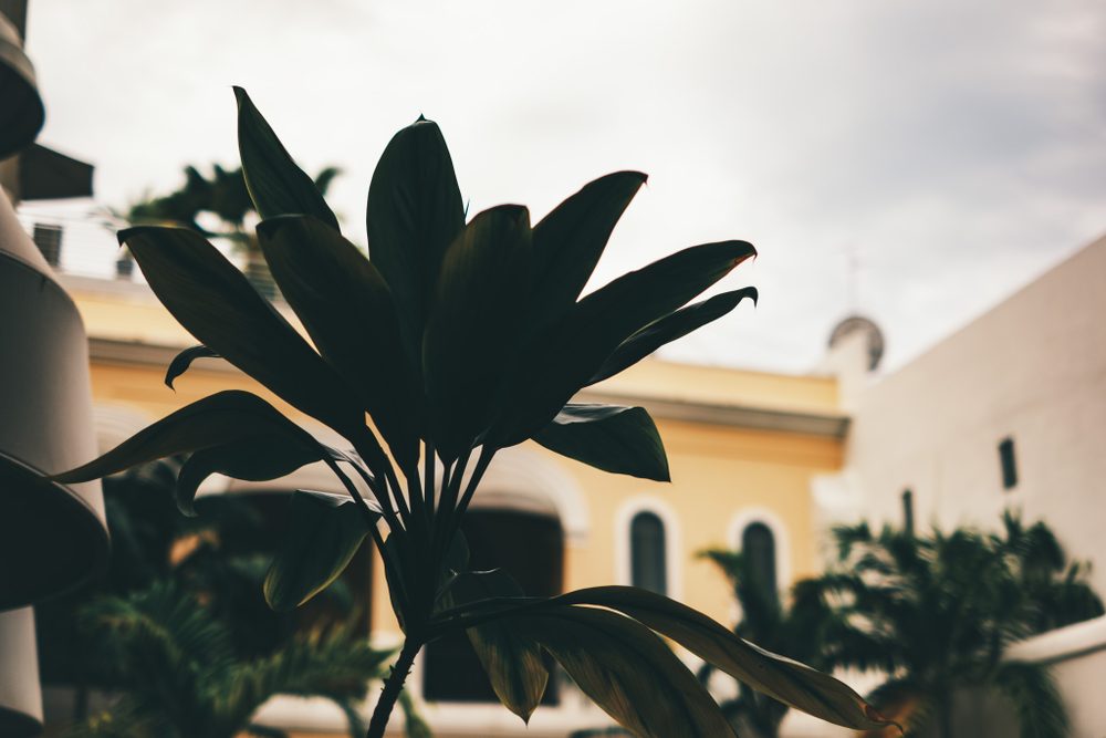 photograph of hotel in Puerto Rico, San Juan, by Stuart Singleton