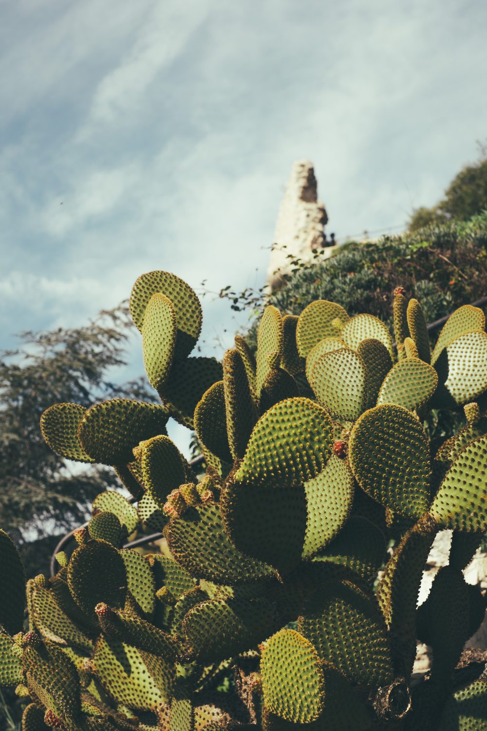 photograph of eze, europe, plants in France, by Stuart Singleton