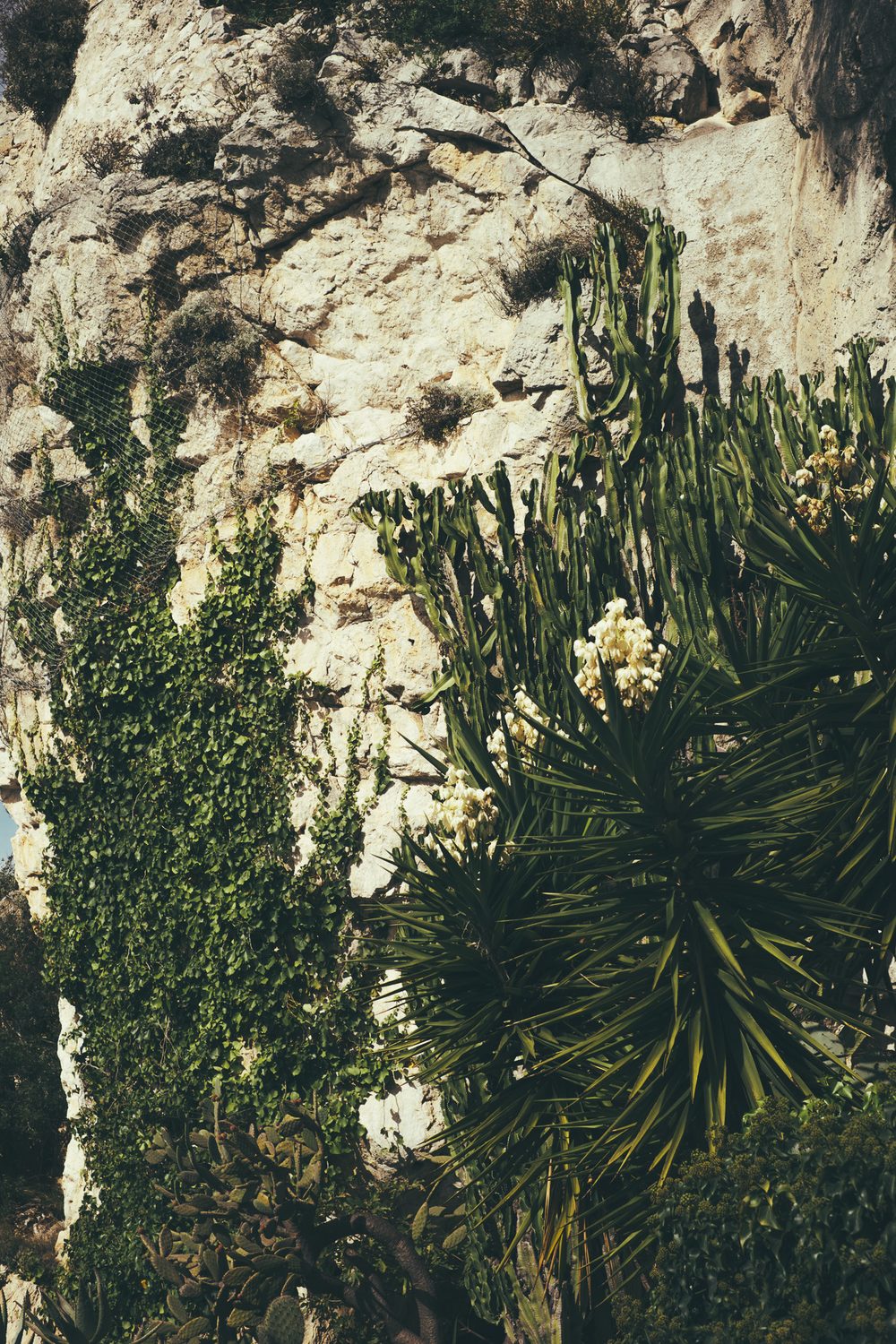 photograph of eze, europe, plants in France, by Stuart Singleton No. 3